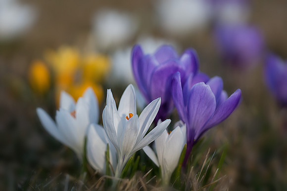Crocus on Evening Island