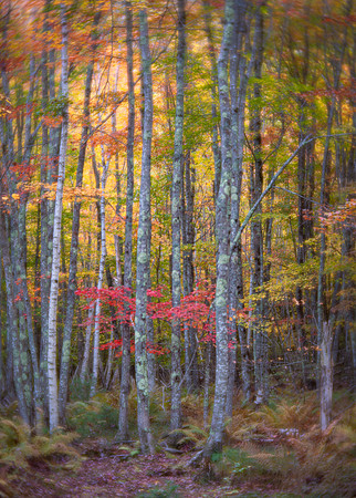 Jesup Path, Acadia