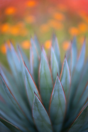 Agave 'Blue Glow'