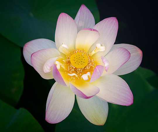 Beautiful Dancer Lotus