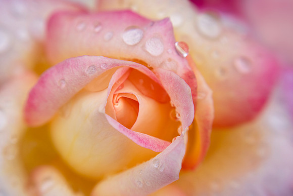 Raindrops in the Rose Garden