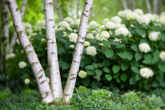 Birch and Hydrangea at the Garden