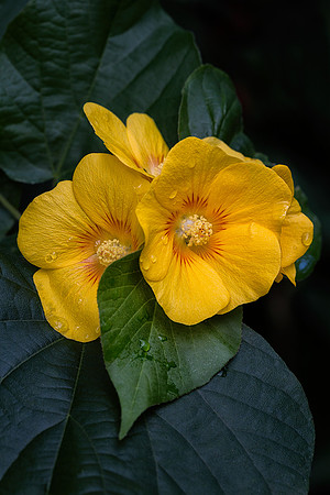Canary Tree Mallow