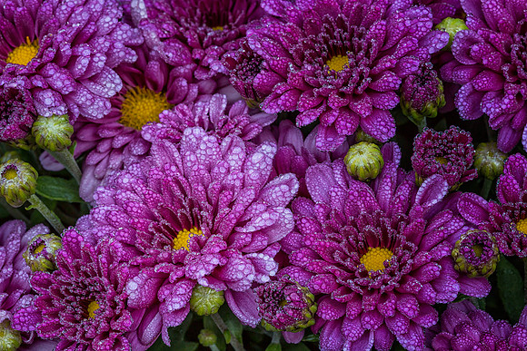 Fall Mums with Dew
