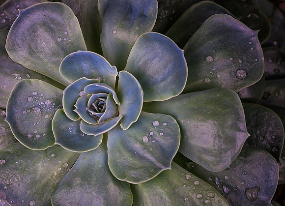 Aeonium
