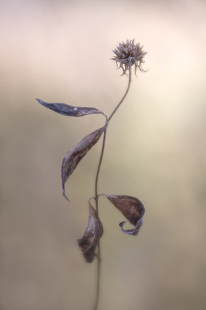 Reaching for the Light