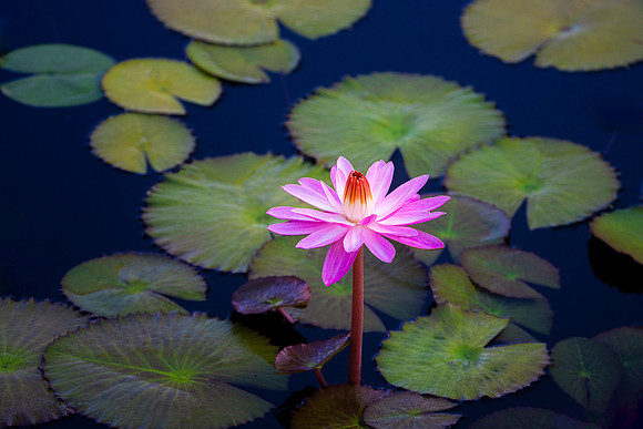 Night-Blooming Waterlily