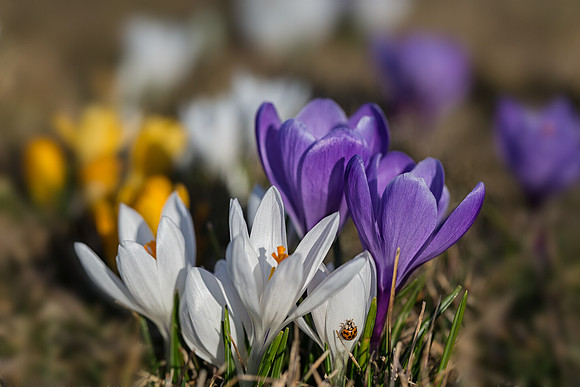 Crocuses with Ladybug