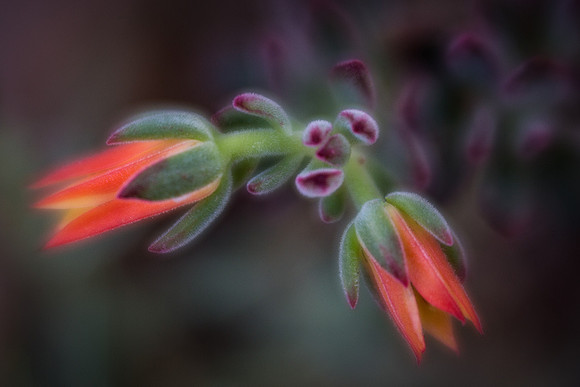 'Red Velvet' Echeveria