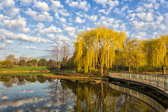 Spring Morning at the Garden