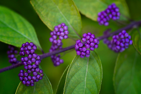 Japanese Beautyberries