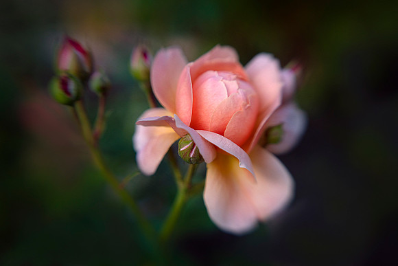 Rose in Golden Light