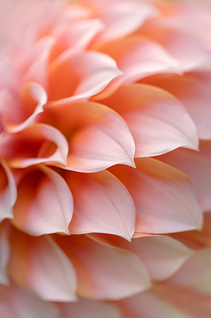 Dahlia 'Peaches 'N Cream'