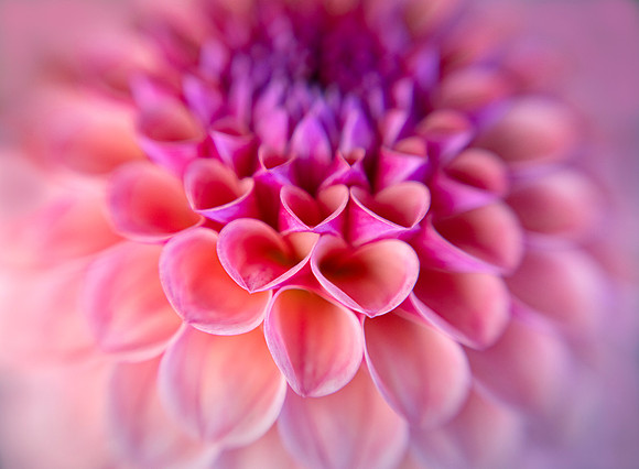 Hearts of Love