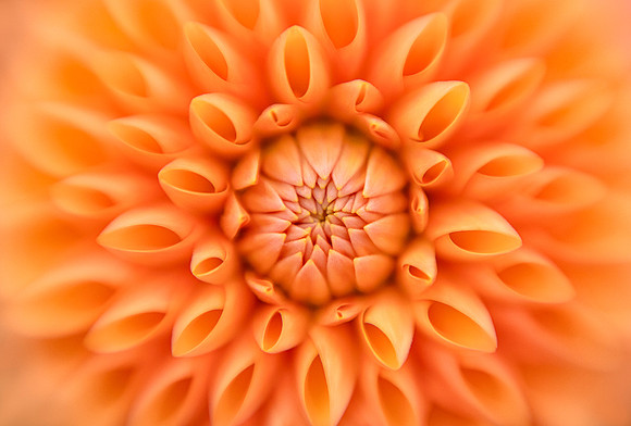 Sunrise in a Dahlia