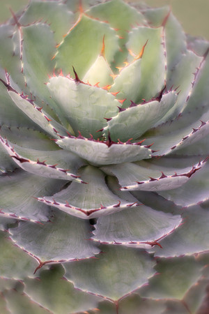 Agave