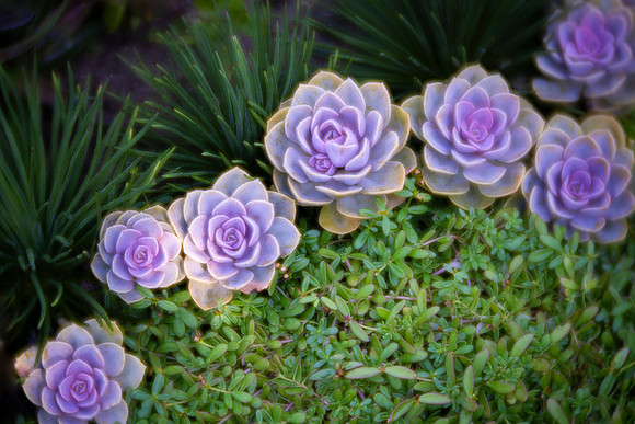 Succulent Garden