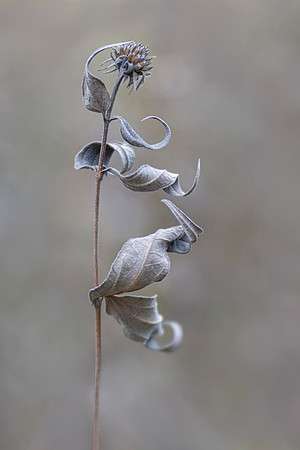 Winter Dance
