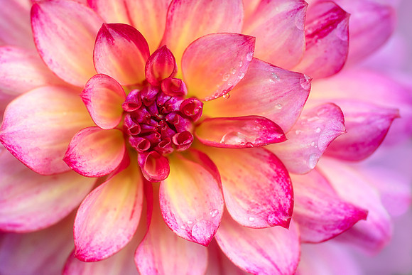 Rain-Kissed Dahlia