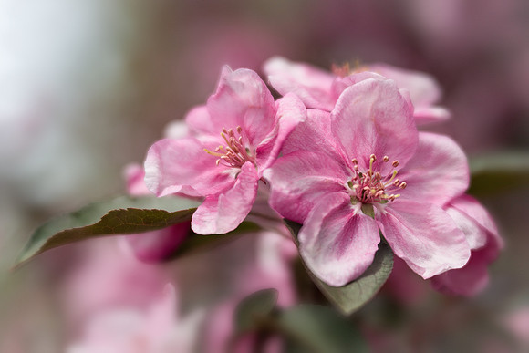 Selkirk Crabapple
