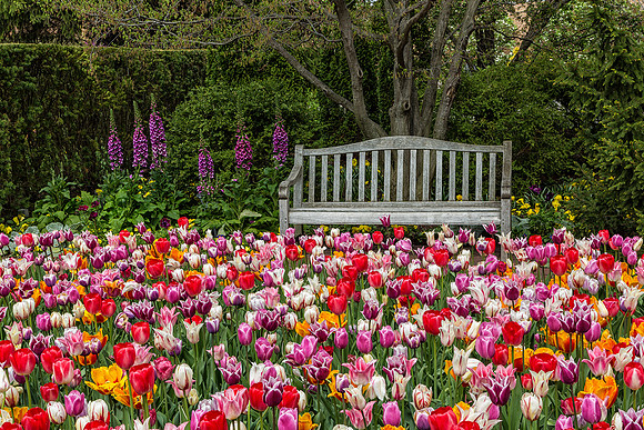 Tulip Time in the Secret Garden