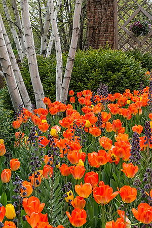 Spring at the Garden