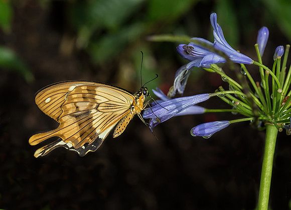 Mocker Swallowtail - Male