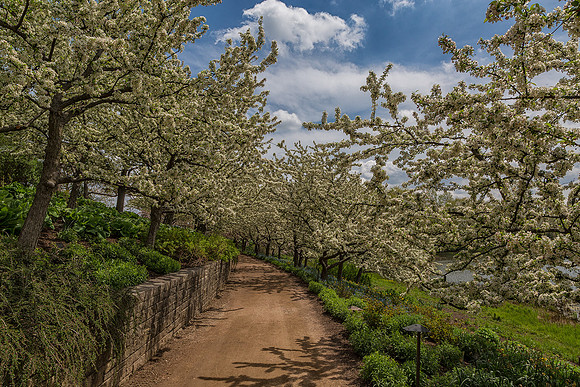 Lakeside Garden Path - Crabapples in Bloom