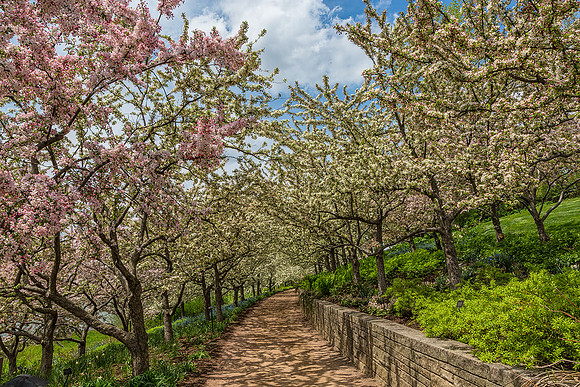 Lakeside Garden Path - Crabapples in Bloom