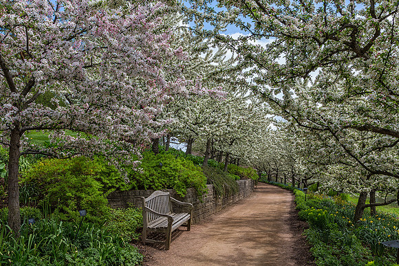 Lakeside Garden - Crabapples in Bloom