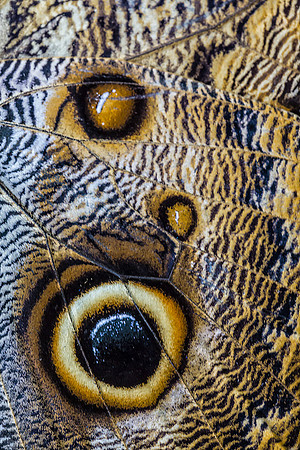 Owl Butterfly
