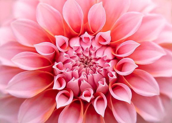 Dahlia 'Peaches 'N Cream'