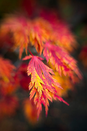 Fernleaf Maple in Fall