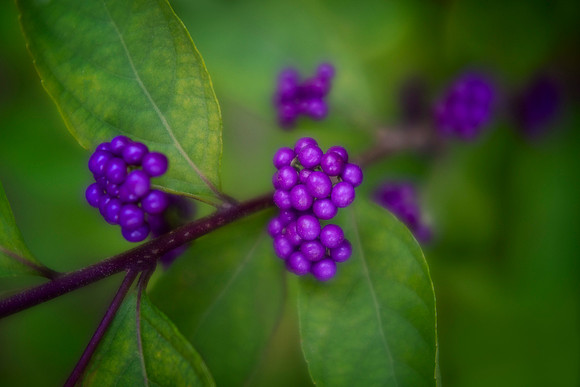 Japanese Beautyberries