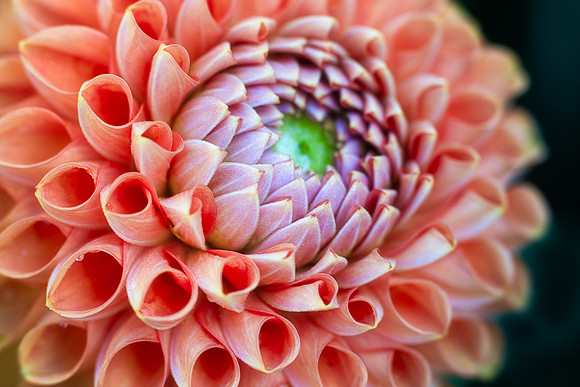 Dahlia 'Cornel Bronze'
