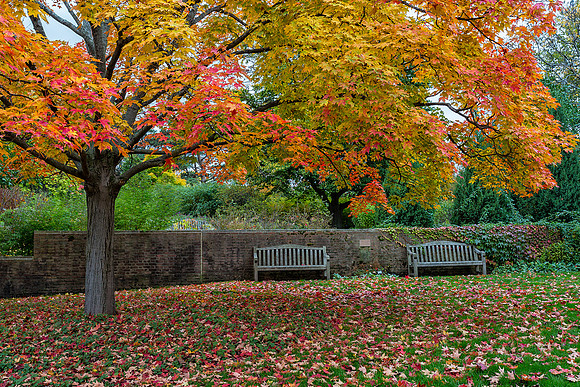 Garden Benches in Fall