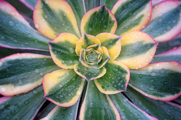 Aeonium 'Sunburst'