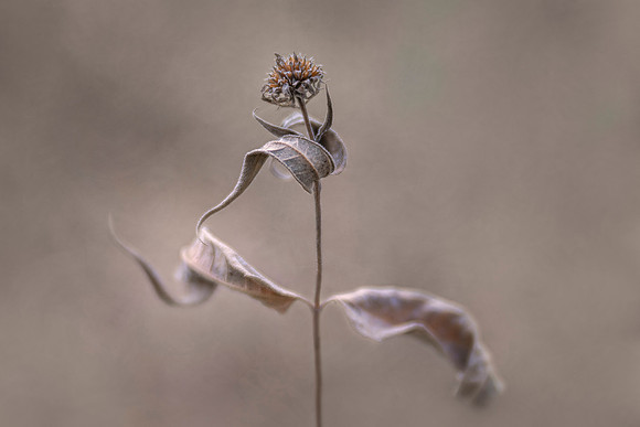 Leaping Into Winter