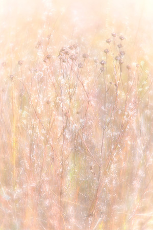 Sparkling Grasses