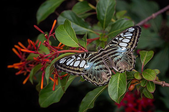 Blue Clipper on Firebush