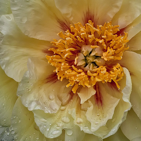 Peony