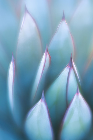 Blue Glow Agave