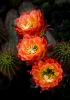Echinopsis 'Apricot Glow'