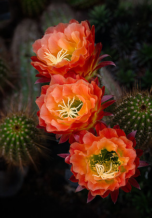 Echinopsis 'Apricot Glow'