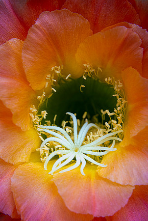 Echinopsis
