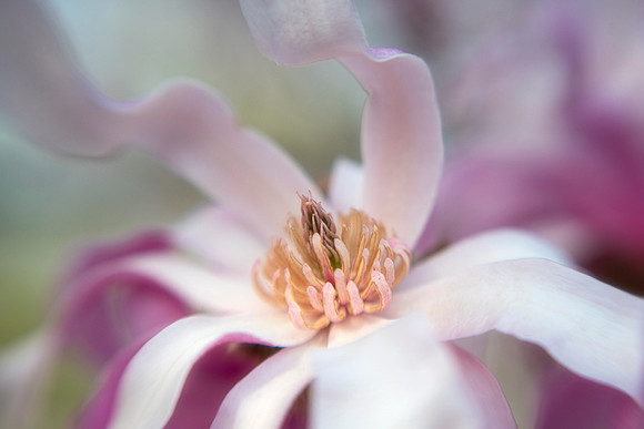 Magnolia Dancing