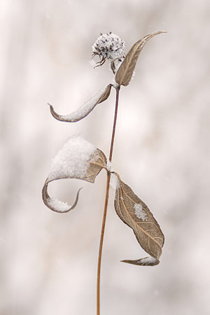 Snow Dancer
