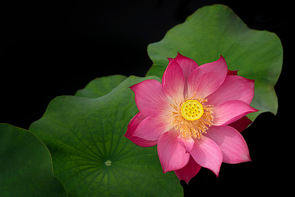Lotus