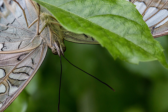 Blue Clipper