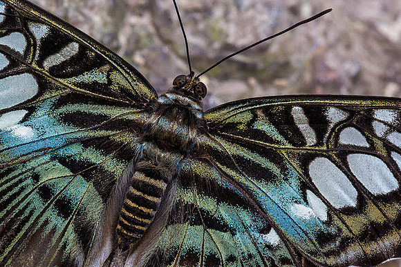 Blue Clipper